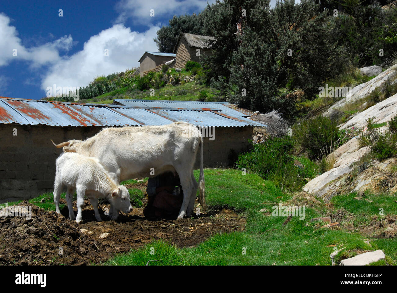 Cow with her calf on Isla del Sol, Bolivia, South America Stock Photo