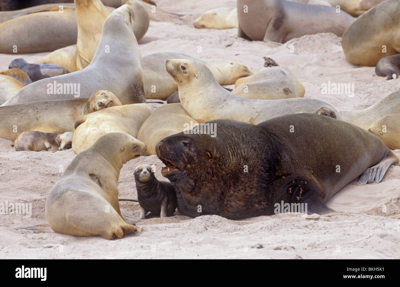 New Zealand or Hooker's sea lions male with mother & harem and young pups on Enderby Island, Southern Ocean Stock Photo