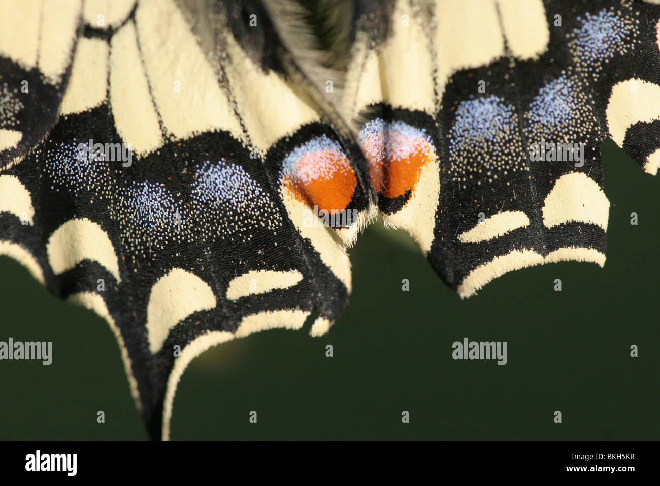 Koninginnepage; Swallowtail; Papilio machaon Stock Photo