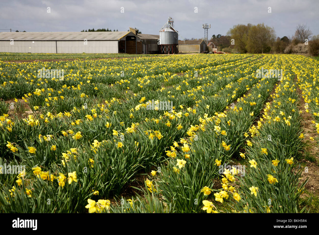 Daffodil farm hires stock photography and images Alamy