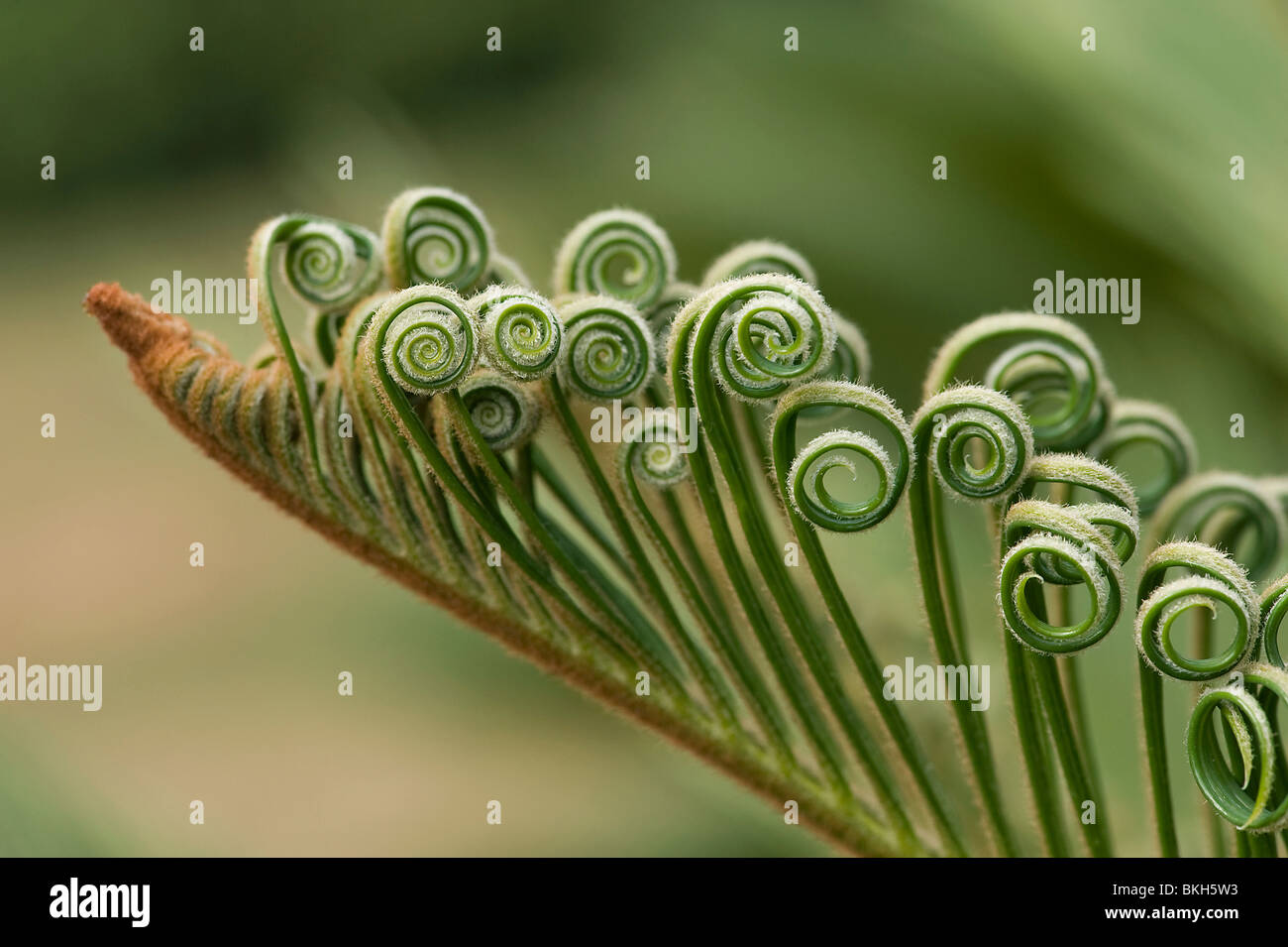 New leaflet coils on cycad leaf Sichuan Yunnan China Stock Photo