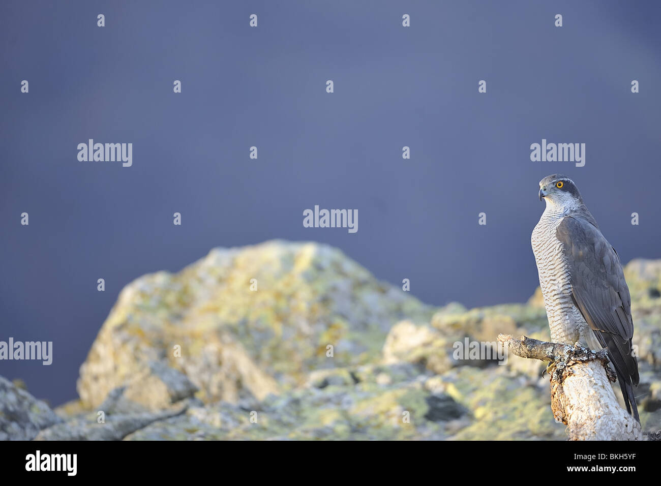 Northern Goshawk standing on a dead branch in winter Stock Photo