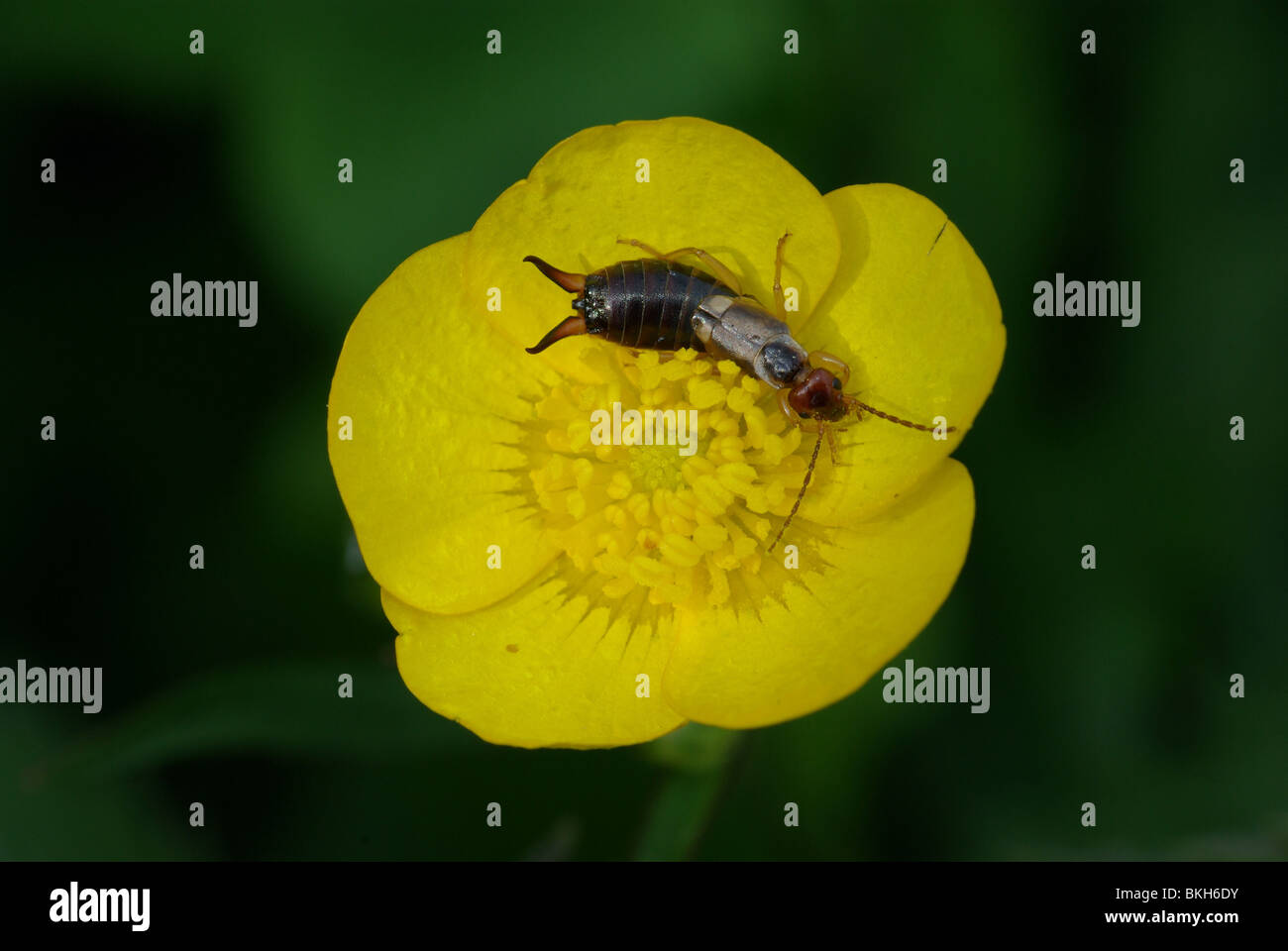 Gewone oorworm kruipt tussen meeldraden van kruipende boterbloem Stock Photo