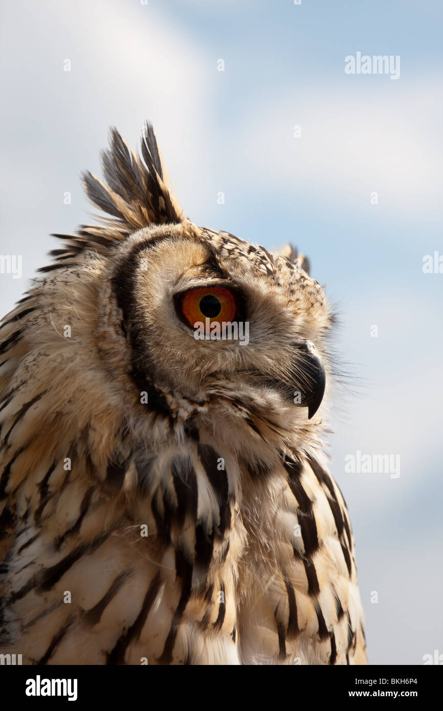 A profile shot of a young Asian Eagle owl showing the bright, orange eyes focused intensely on a subject. Stock Photo