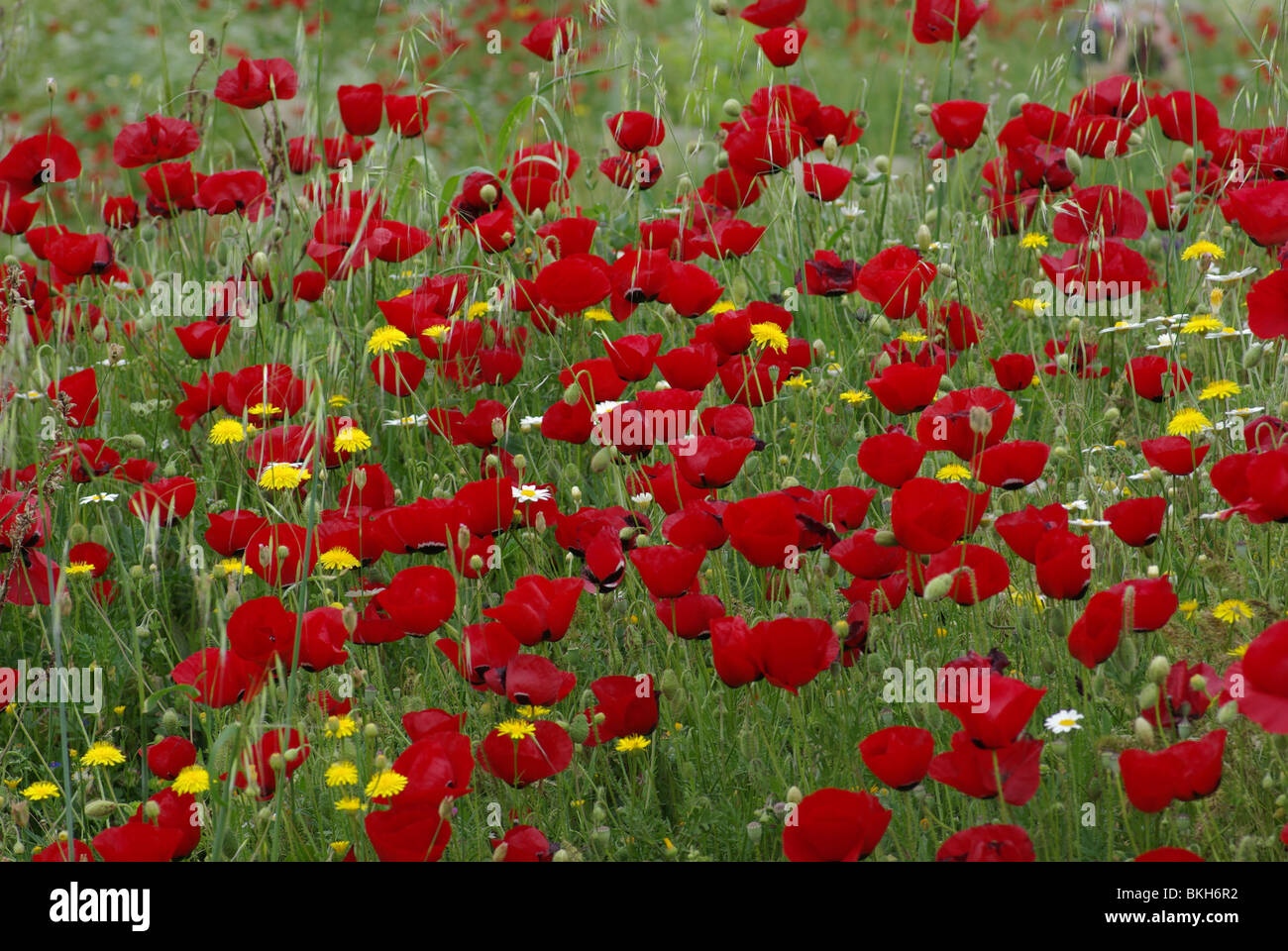 Field of Poppies Stock Photo