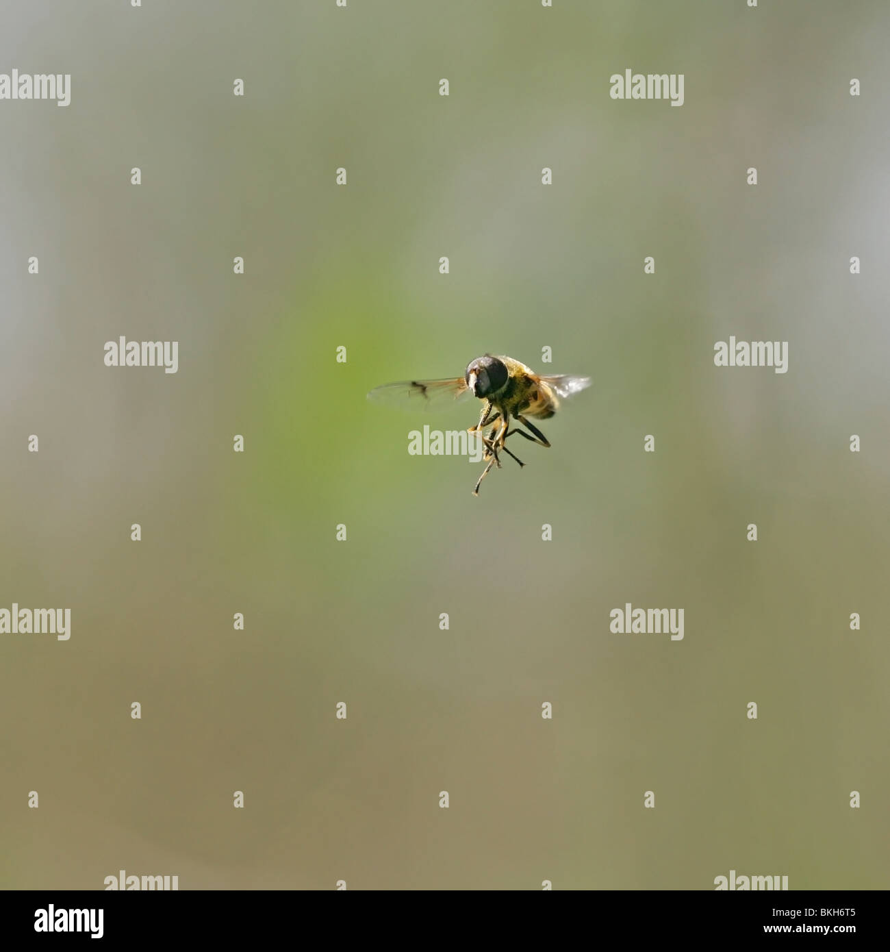 A hoverfly Eristalis lineata in flight Stock Photo