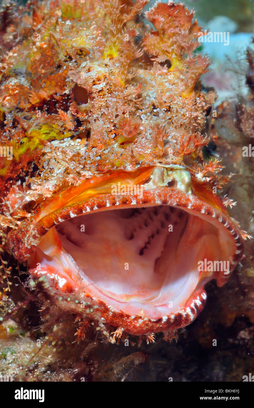 Spotted Scorpionfish, Scorpaena plumieri Stock Photo
