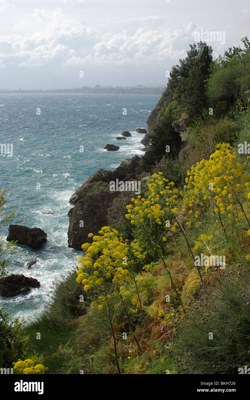 Giant Fennel (Ferula communis) on the Turkish coast Stock Photo Alamy