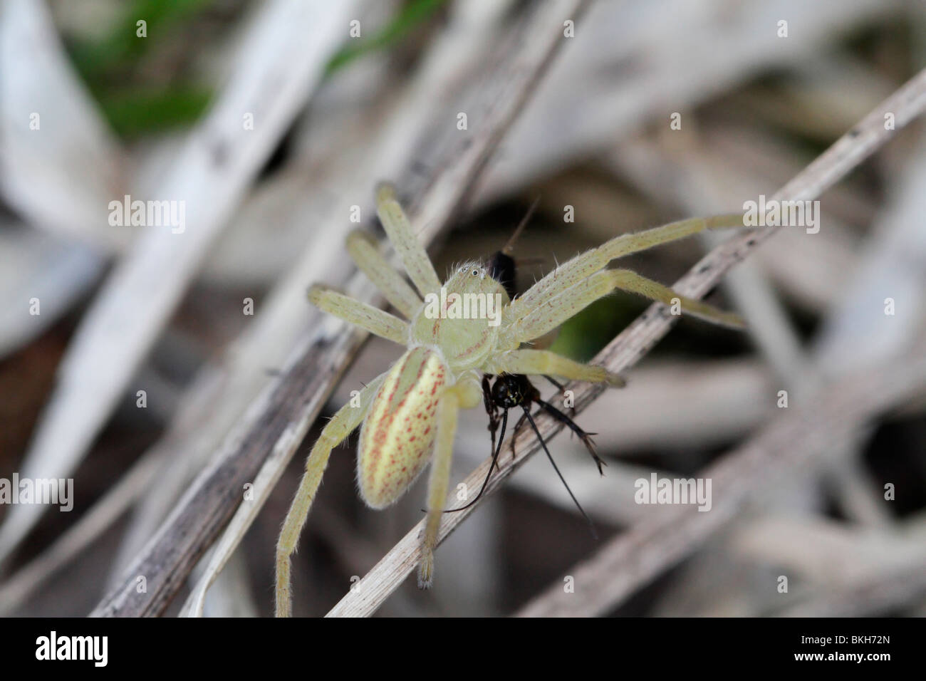 Micrommata virescens, the green huntsman spider, with prey Stock Photo