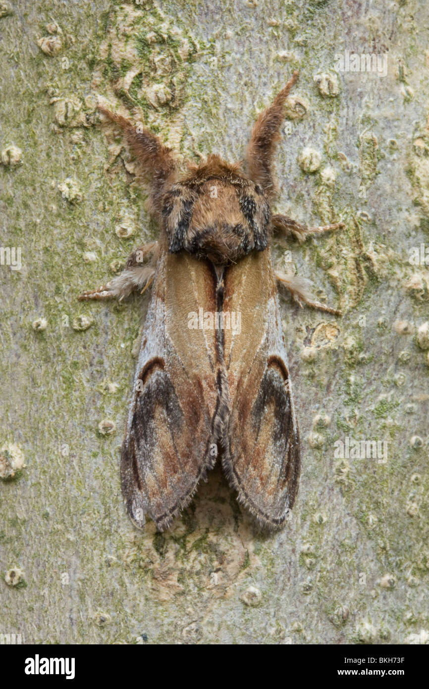 Bovenaanzicht van het Kameeltje, een nachtvlinder uit de familie van de Tandvlinders. Top view of Pebble Prominent, a moth from the family Notodontidae. Stock Photo