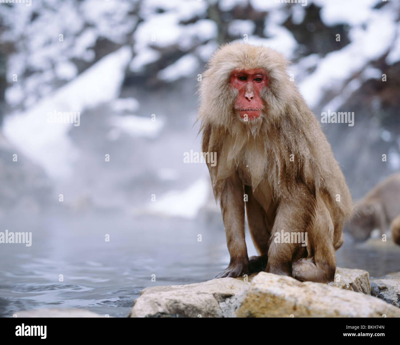 Japanese Snow Monkey , Japanese Macaque ( Macaca fuscata ) bathing in