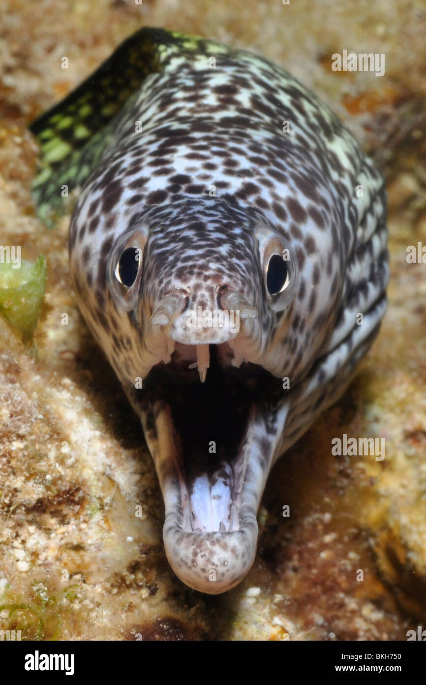 Spotted moray (Gymnothorax moringa) Cozumel, Mexico Stock Photo