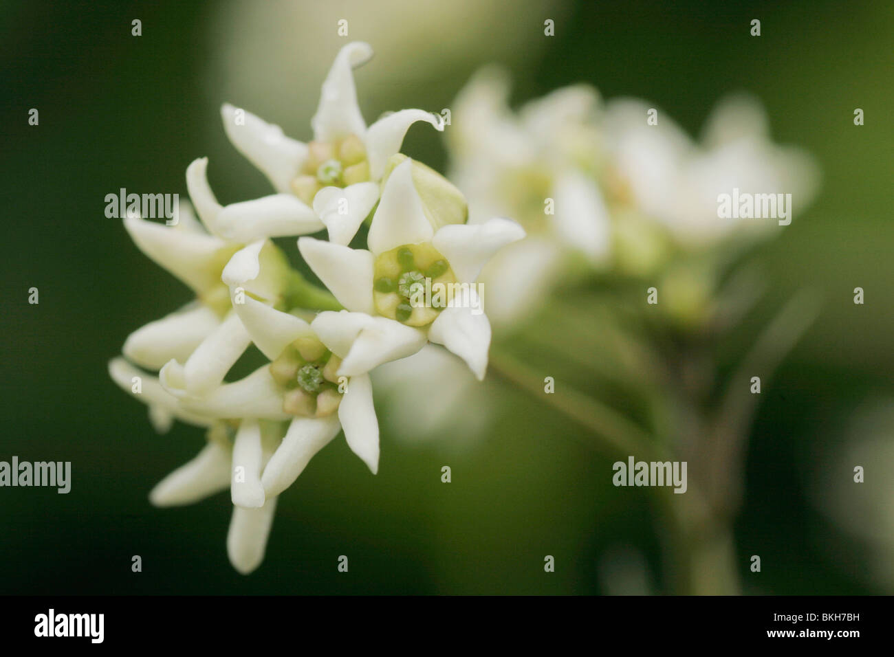 Small white flowers of Swallow-wort (Vincetoxicum hirundinaria) Stock Photo