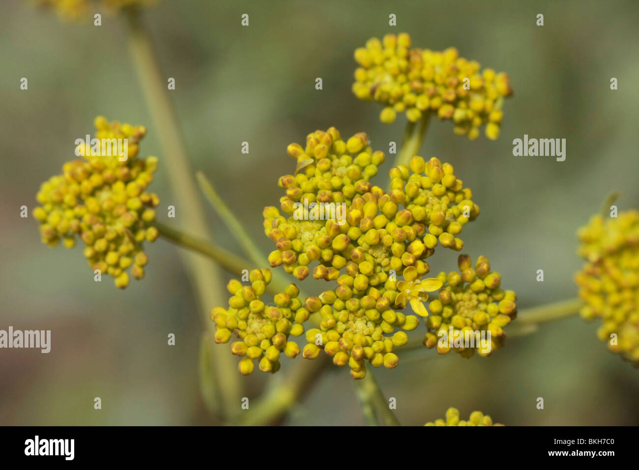 Close-up of the Woad Stock Photo