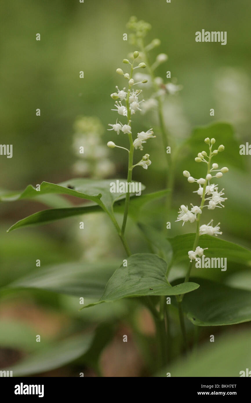 Standing image of blooming False lily of the valley Stock Photo Alamy