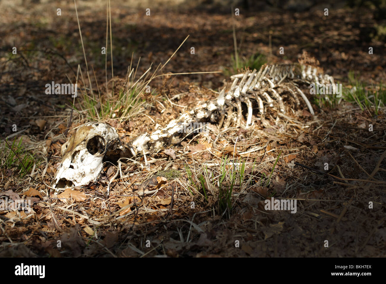Deer skeleton illuminated by natural sunlight in Epping Forest, Essex Stock Photo