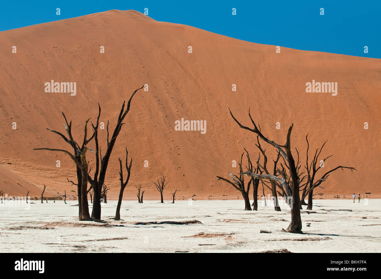 Blackened Camel Thorn Trees in Deadvlei, Sossusvlei, Namibia Stock Photo