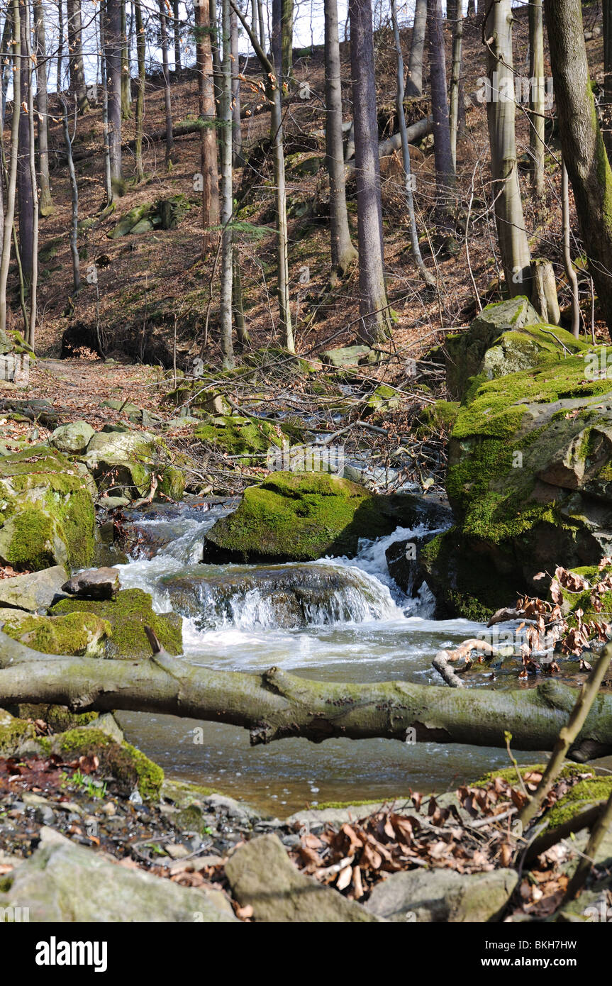 Lovětín gorge - nature reserve in Železné hory, Central Bohemia. Virgin forest. Stock Photo