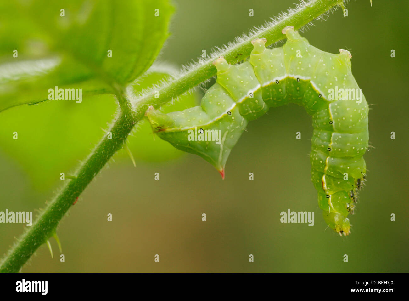 Caterpillar of Copper underwing (Amphypyra pyramidea) Stock Photo