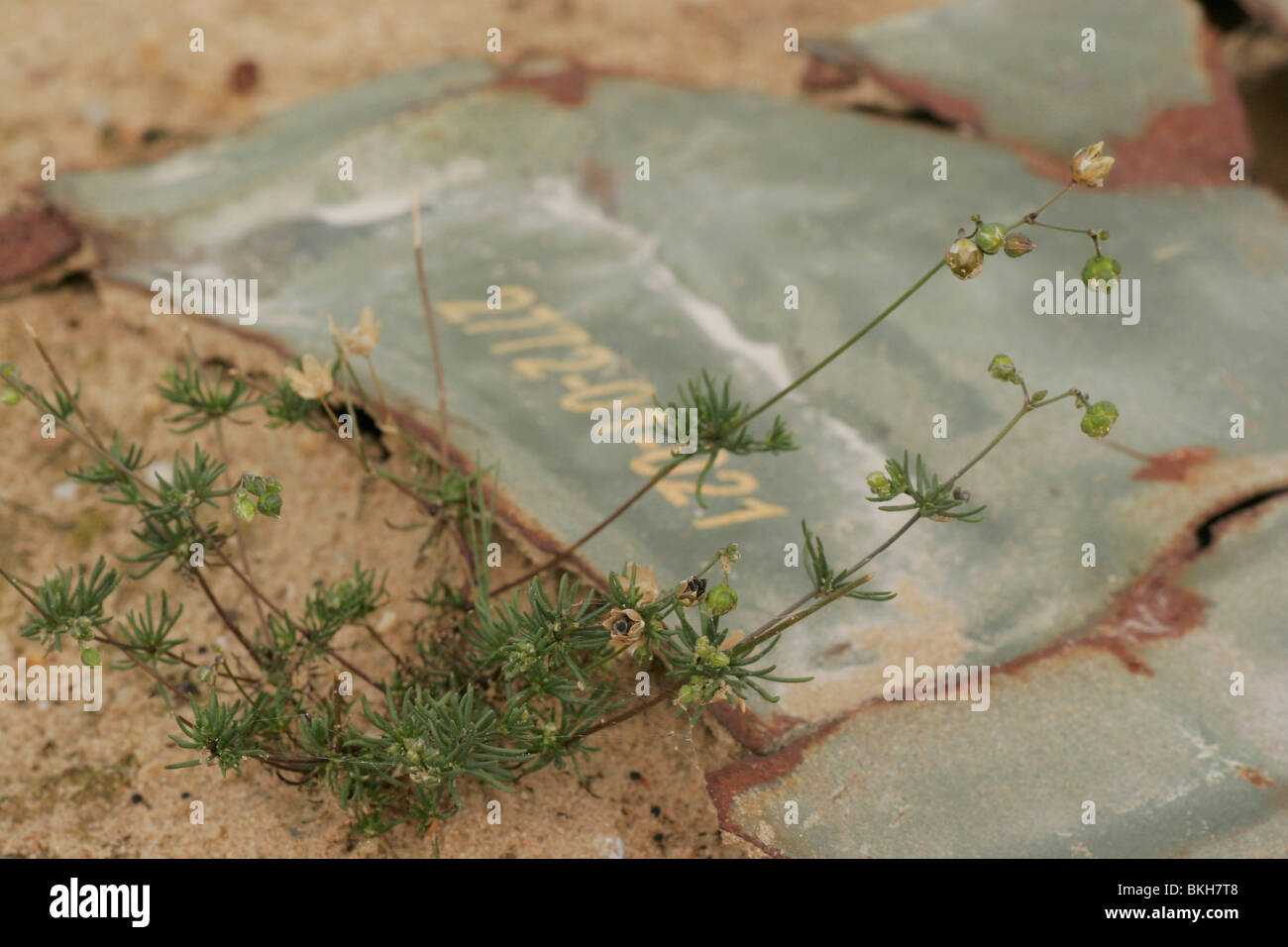 Heidespurrie groeit naast de restanten van een oude granaat, die op de zandverstuiving naar boven is gekomen; Morison's spurry next to a left-over of an old shell Stock Photo