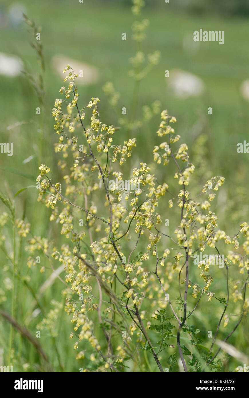 Flowers of Lesser meadow-rue Stock Photo