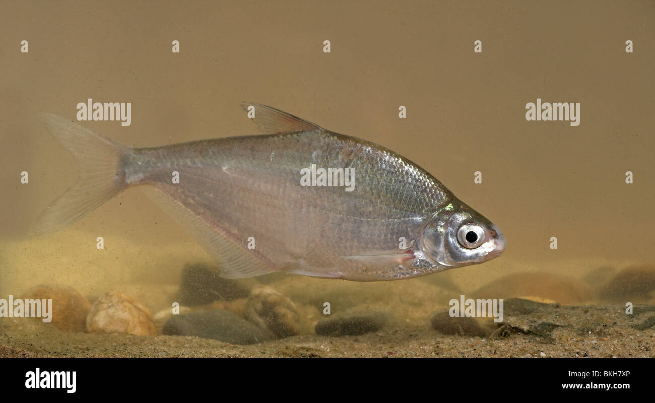Danube bream swimming above the river bottom, the Danube bream recently colonised the Dutch rivers, probably as a result from introductions in Germany. Stock Photo