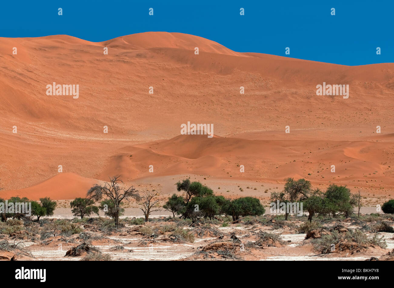 Big Mama Dune in Sossusvlei one of the HIghest Dunes in the World