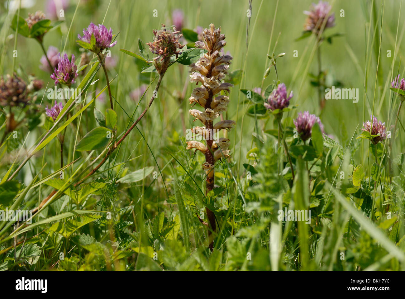 Klavervreter in wegberm parasiterend op Rode Klaver; Common Broomrape ...