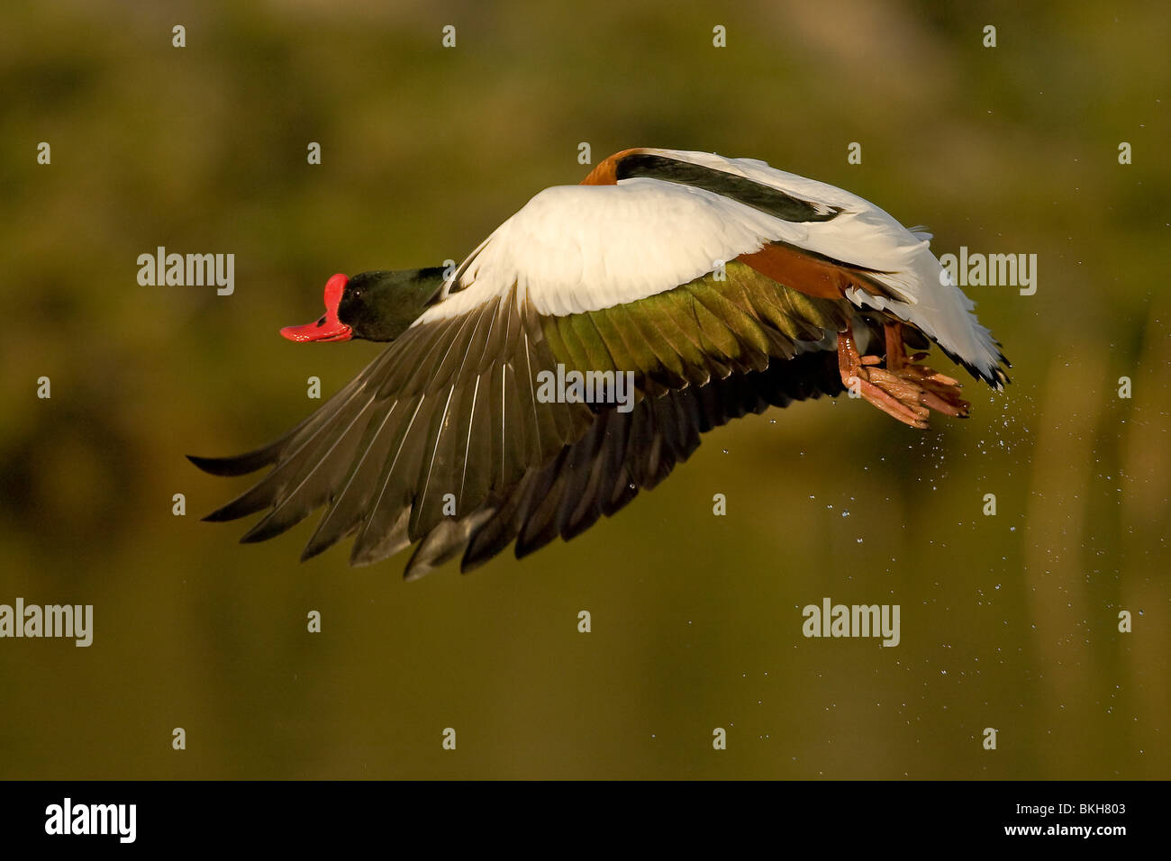 Vliegende bergeend; Flying shelduck Stock Photo - Alamy