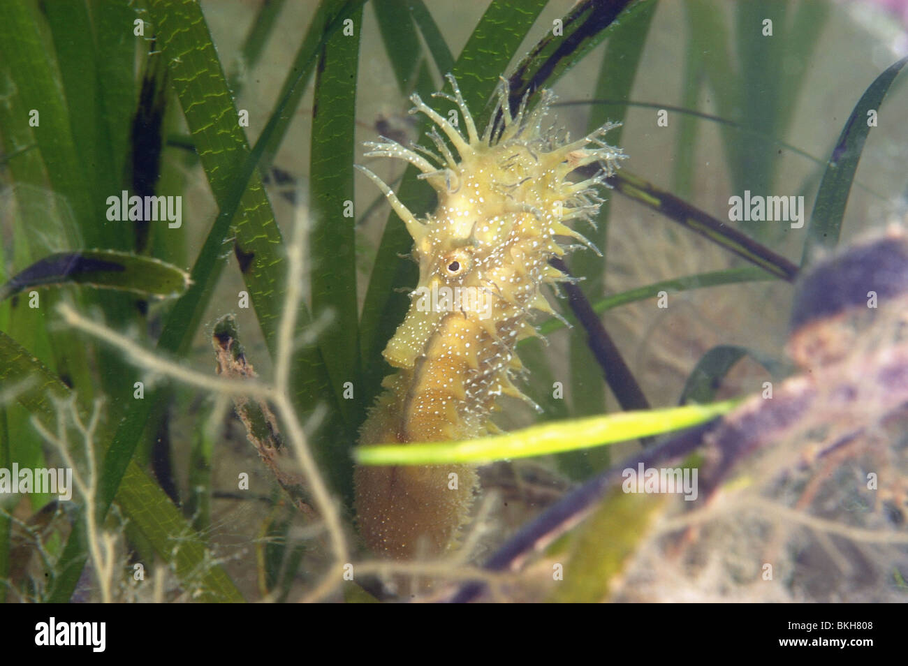 Spiny seahorse, pregnant male, Hippocampus guttulatus. Sheltering amongst eelgrass, Zostera marina. Studland bay Dorset, june. Stock Photo