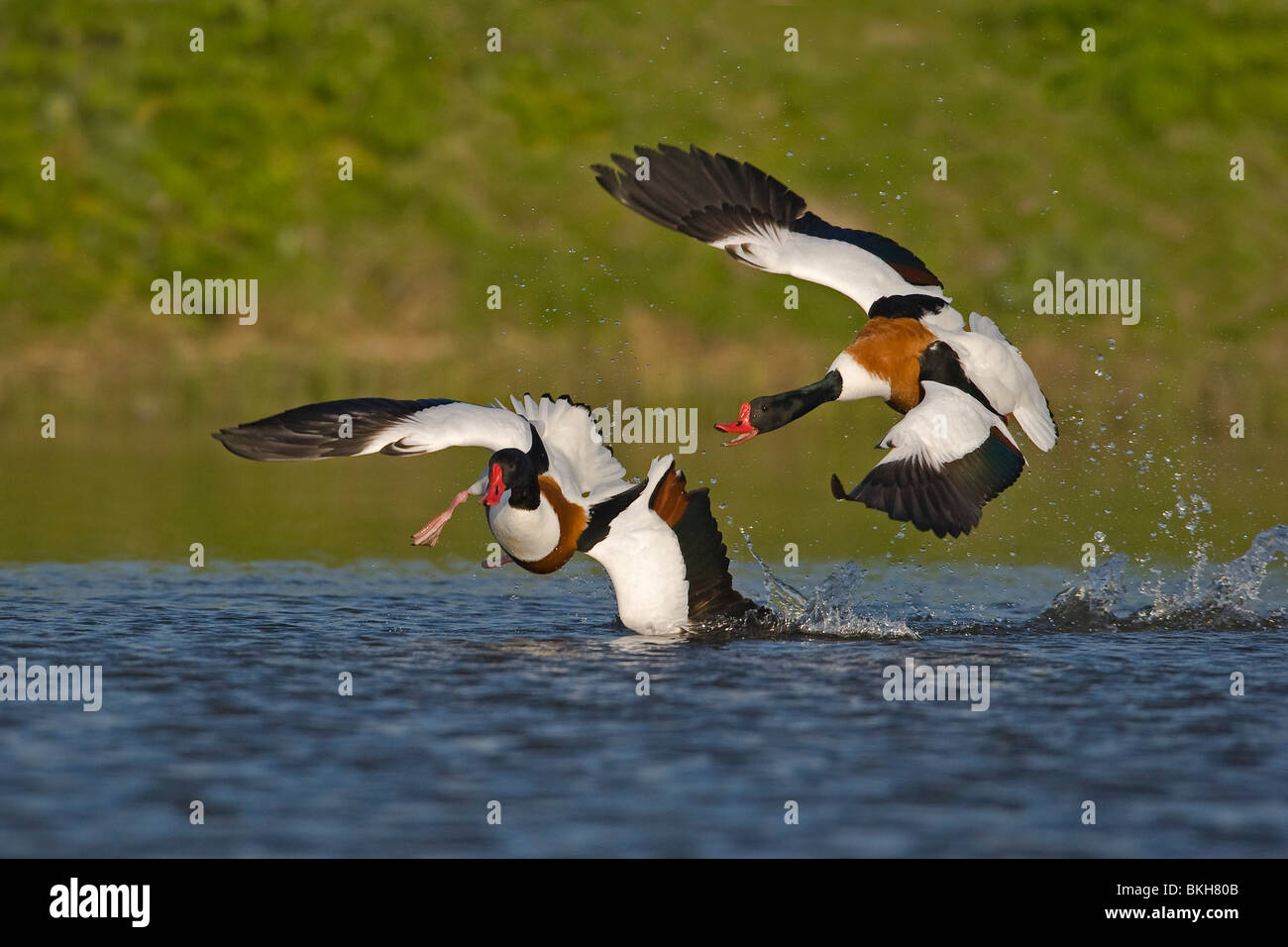 Bergeenden mannetjes achtervolgen elkaar Stock Photo - Alamy