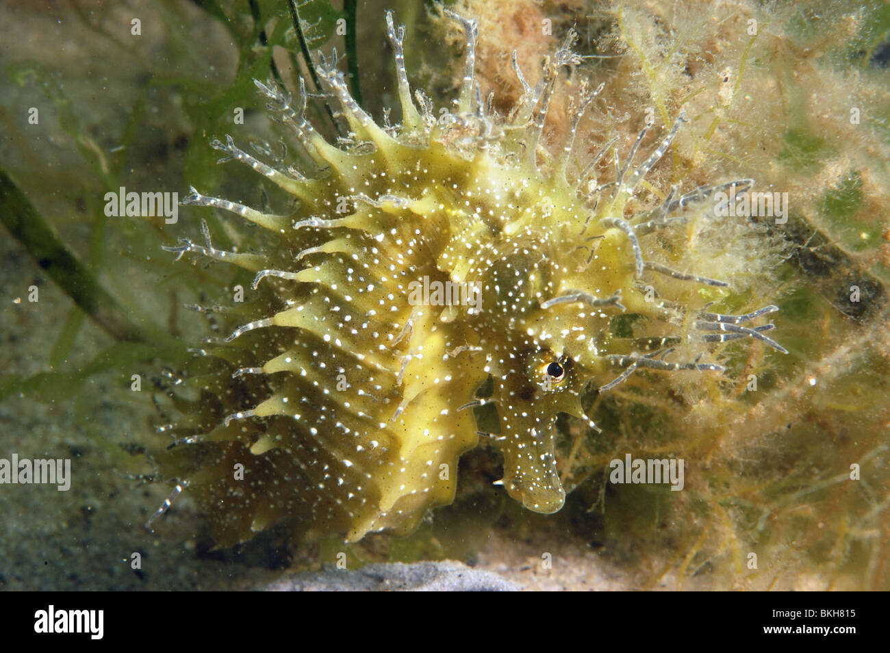 Spiny seahorse, Hippocampus guttulatus.female. Studland bay Dorset, June. Amongst eelgrass, Zostera marina. Stock Photo