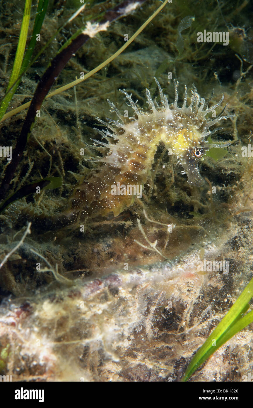 Spiny seahorse, female, Hippocampus guttulatus. Amongst eelgrass , zostera marina. Studland bay Dorset. june. Stock Photo