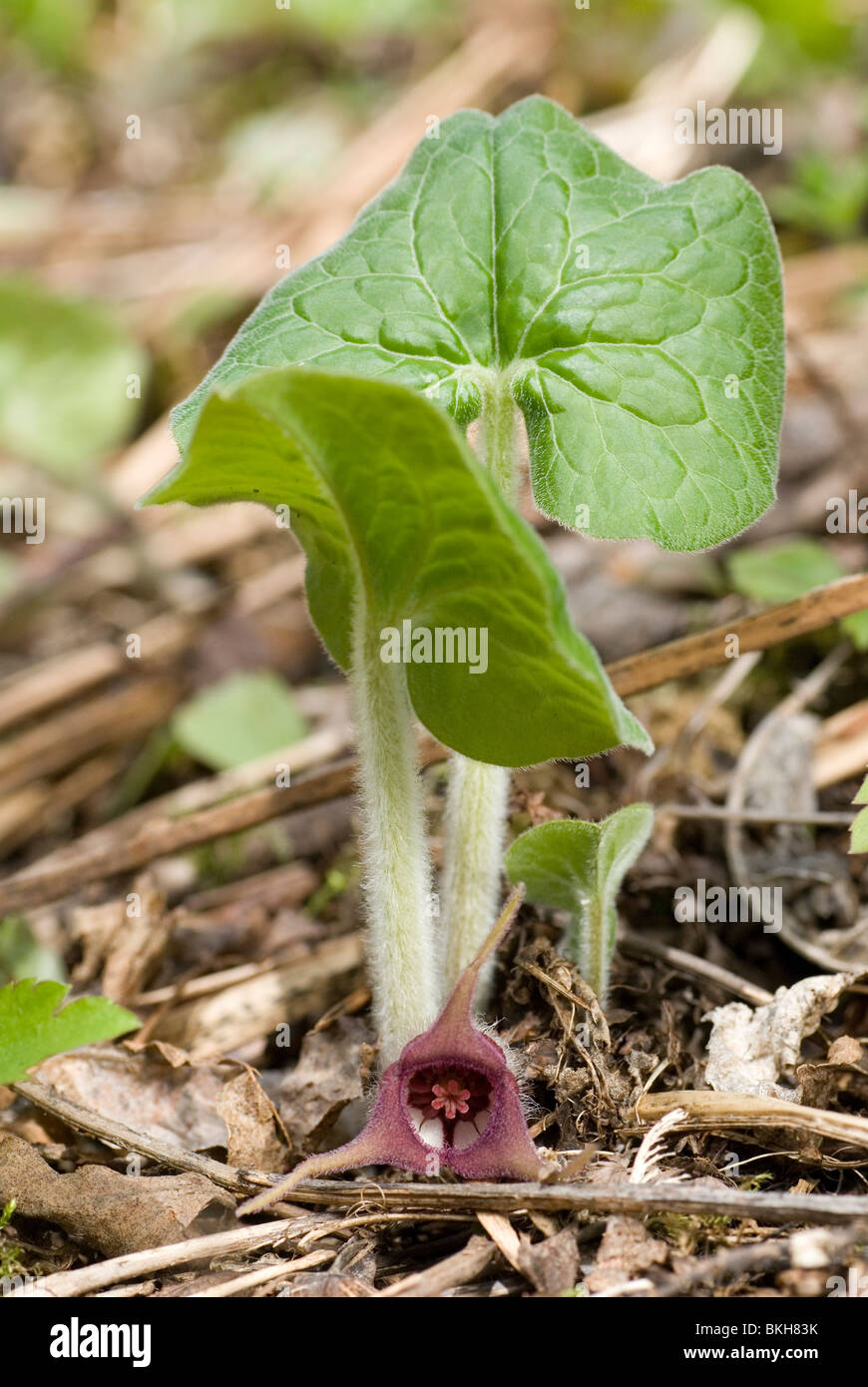 Wild Ginger growing on the forest floor Stock Photo Alamy