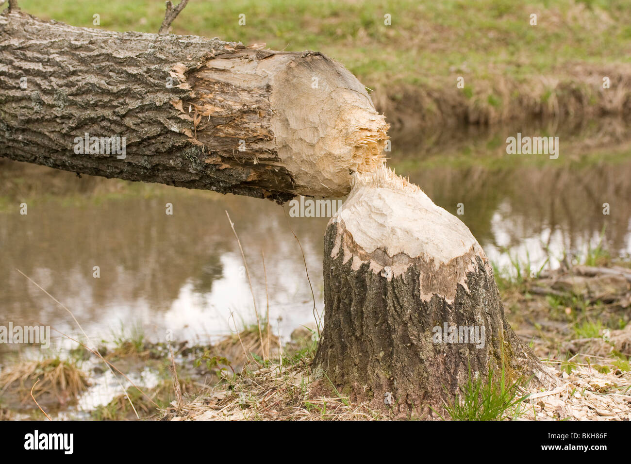 Bevers knagen flinke bomen door om er de schors af te schillen als ...