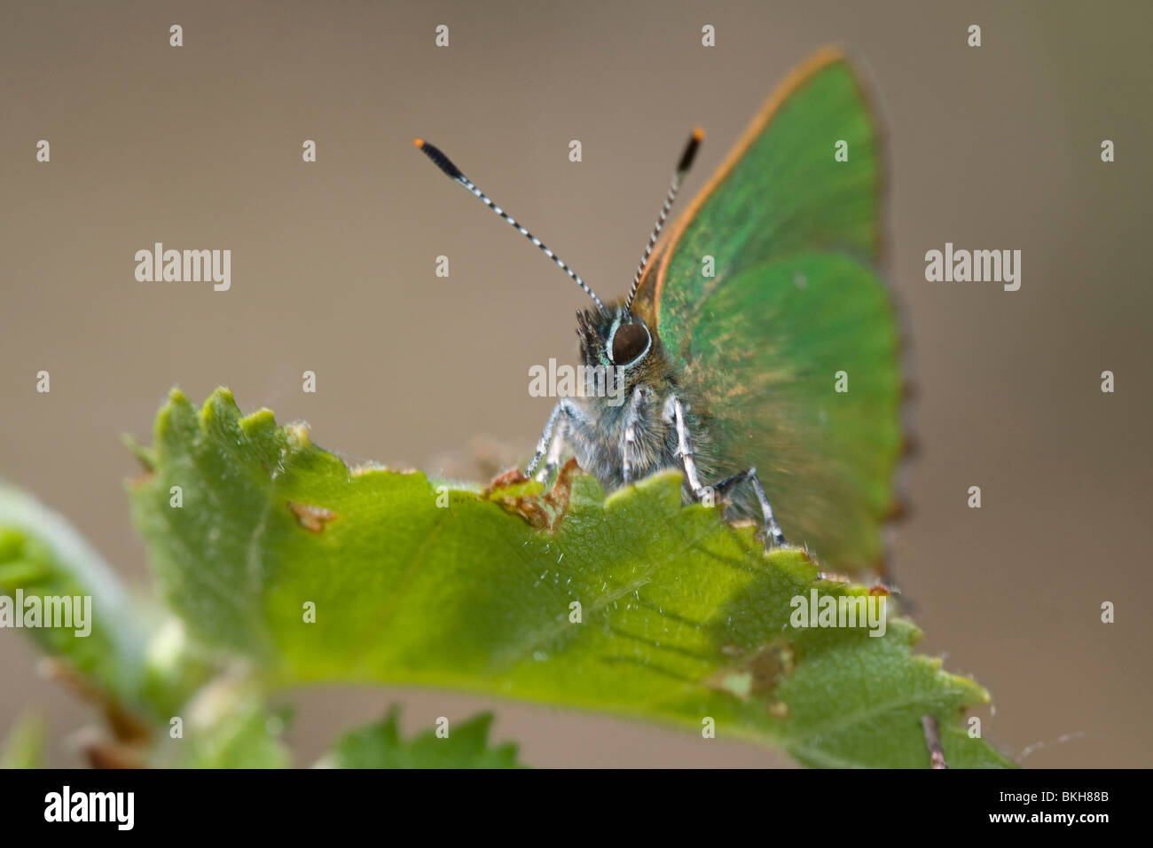 Groentje; Green Hairstreak; Callophrys rubi Stock Photo