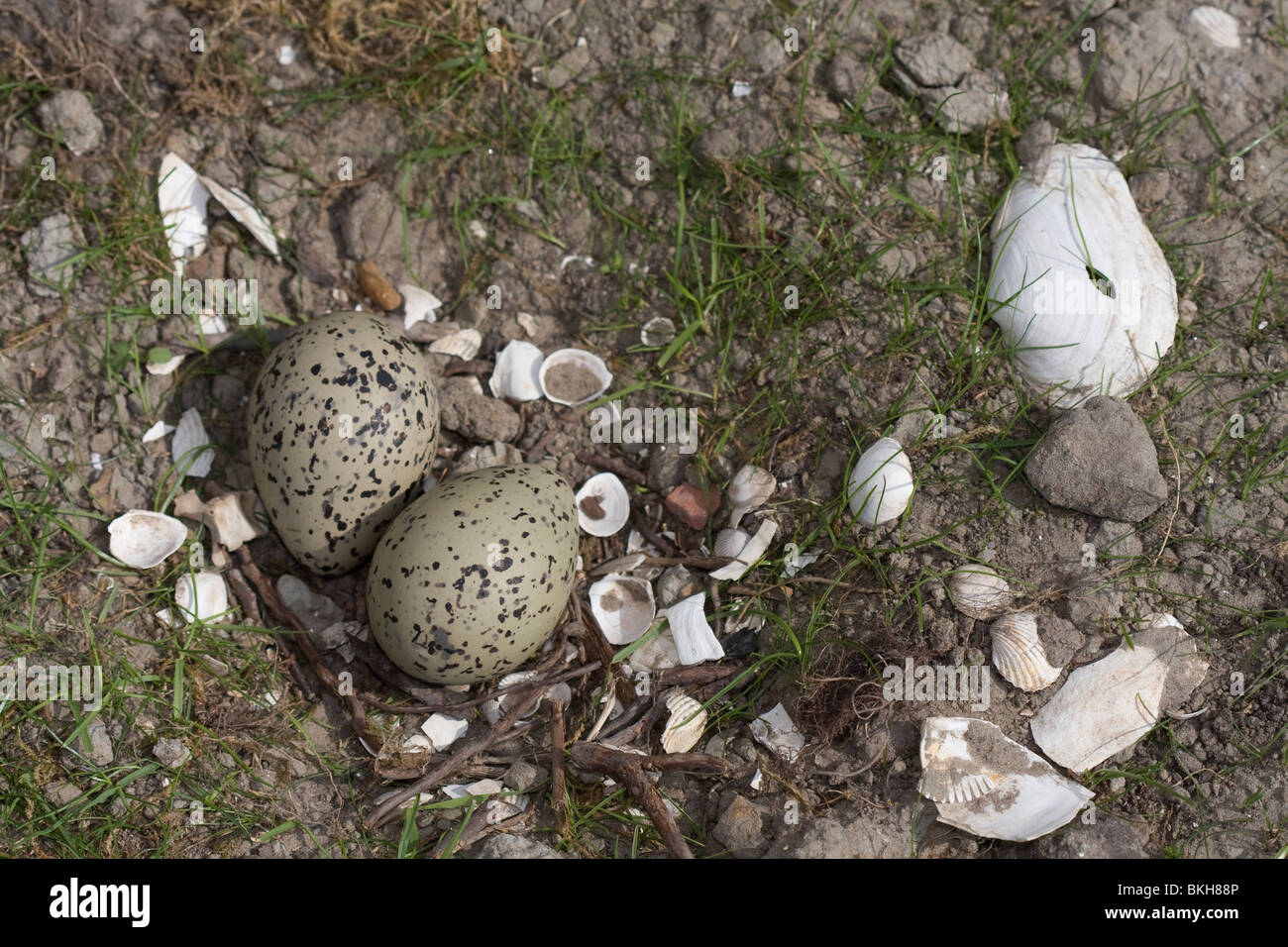 Scholeksternest; Oystercatcher Nest Stock Photo Alamy