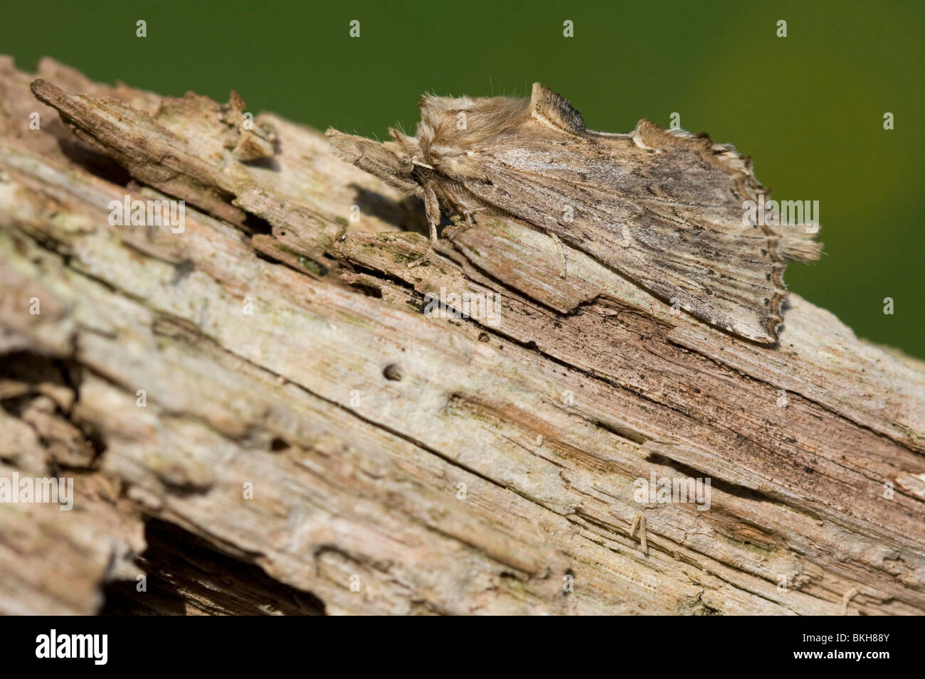Snuitvlinder; Pale Prominent Stock Photo