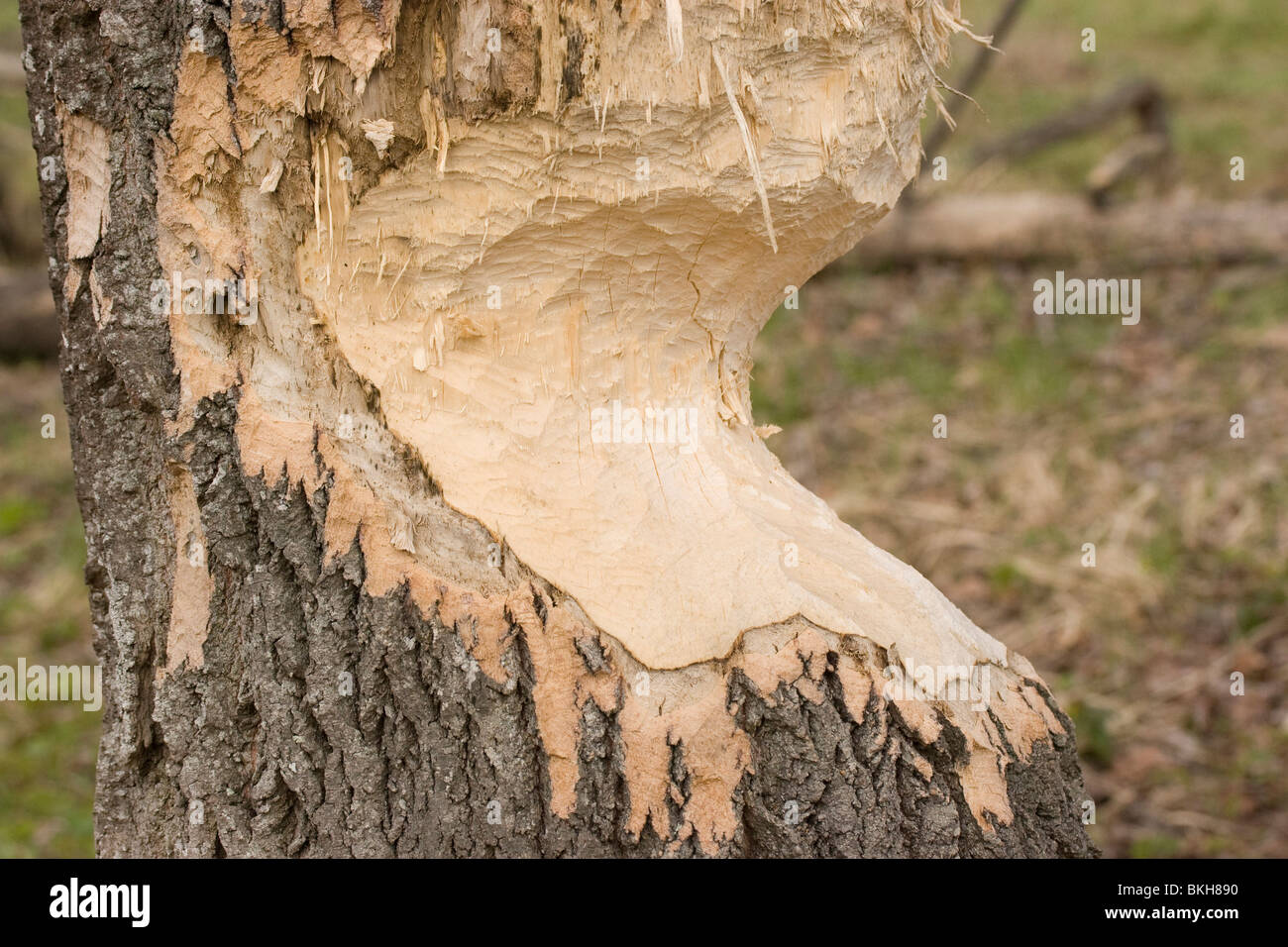 Beavers bring down fairly large trees to eat the bark and to use as building material for their dams. Stock Photo