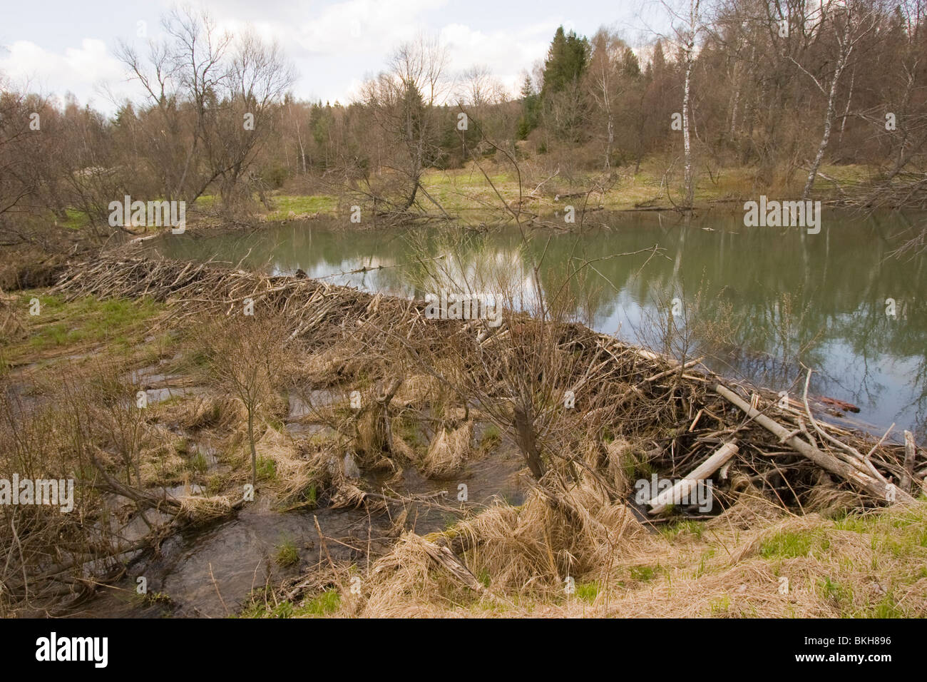 Bevers knagen flinke bomen door om er de schors af te schillen als ...