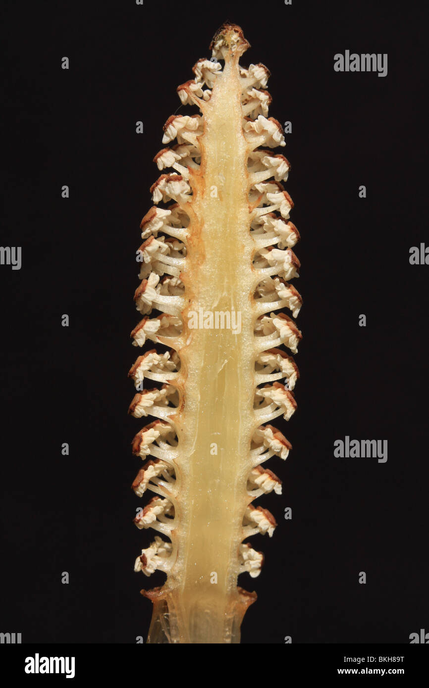 longitudinale cross-section through inflorescence of the Common Horsetail Stock Photo