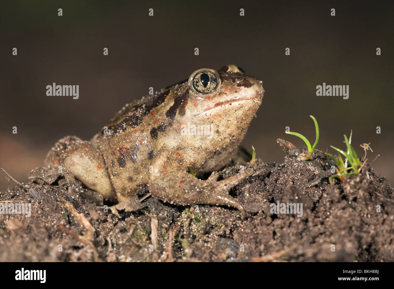 a common spadefoot Stock Photo