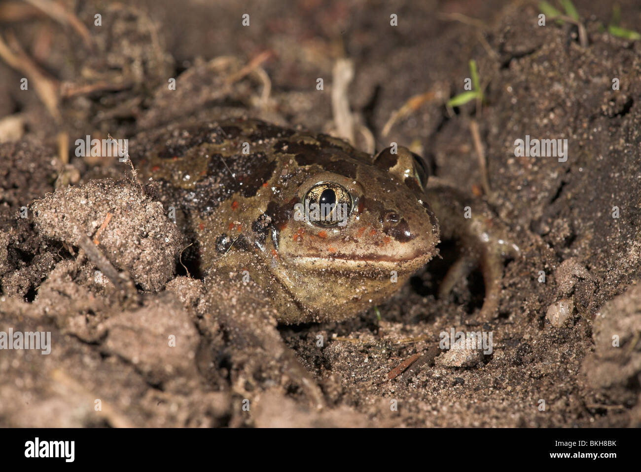 Photo of a common spadefoot that is digging itself backwards into the soil Stock Photo