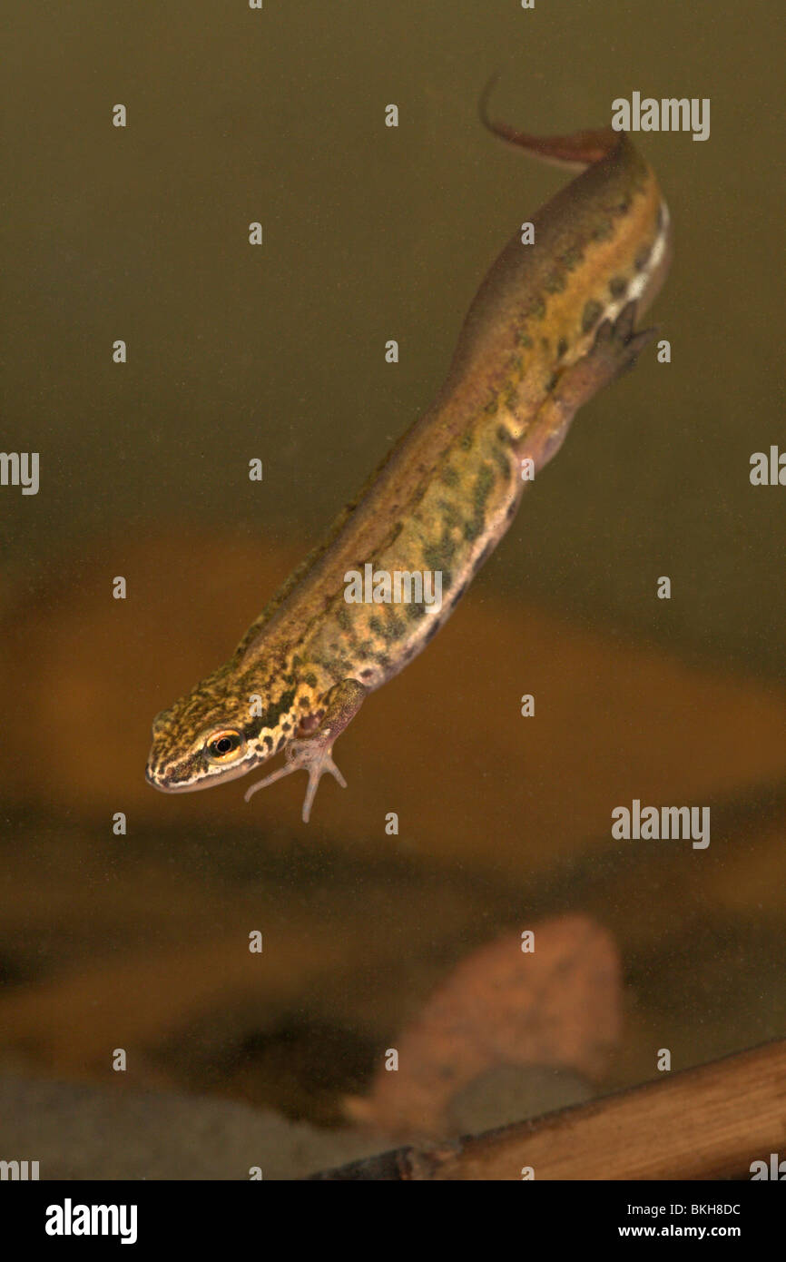vertical photo of a male palmate newt swimming towards the bottom Stock Photo