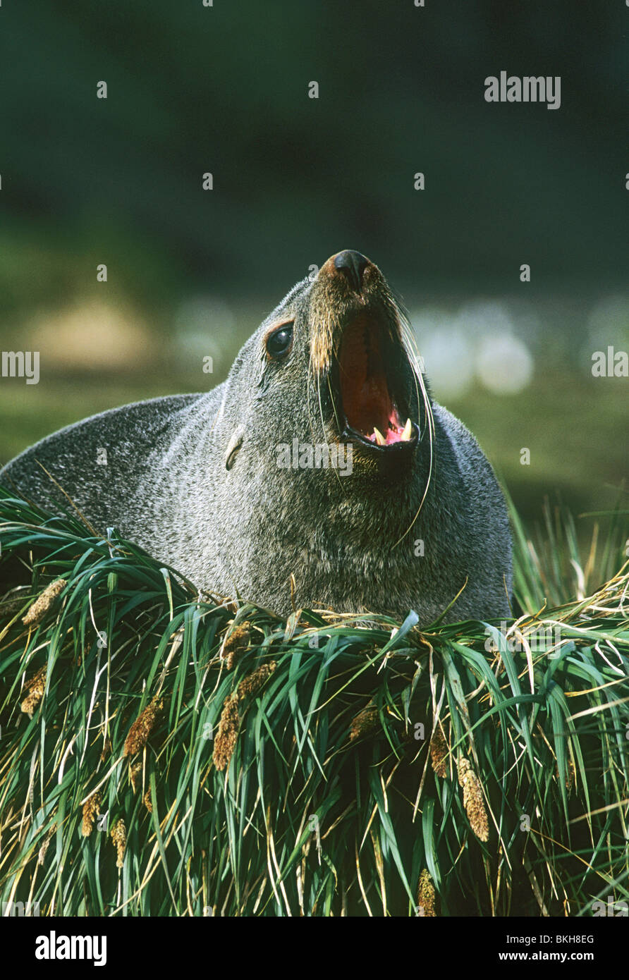 Bull fur seals hi-res stock photography and images - Alamy