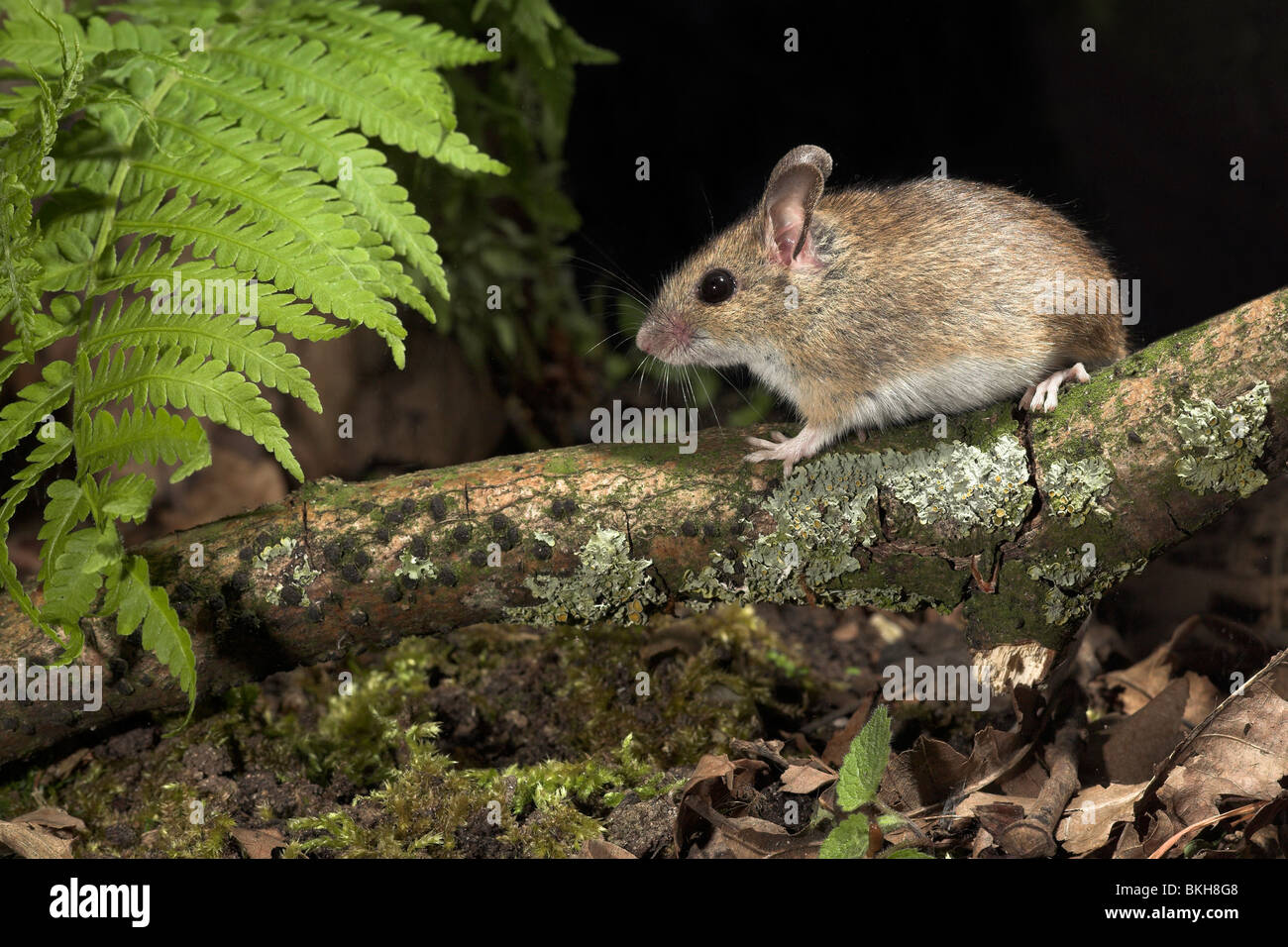 photo of a woodmouse walking over a branch above the ground Stock Photo