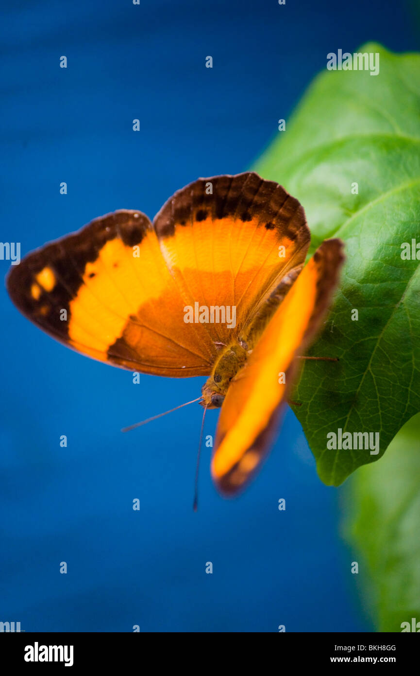 Butterfly Farm, Wilberforce, New South Wales, Australia Stock Photo Alamy