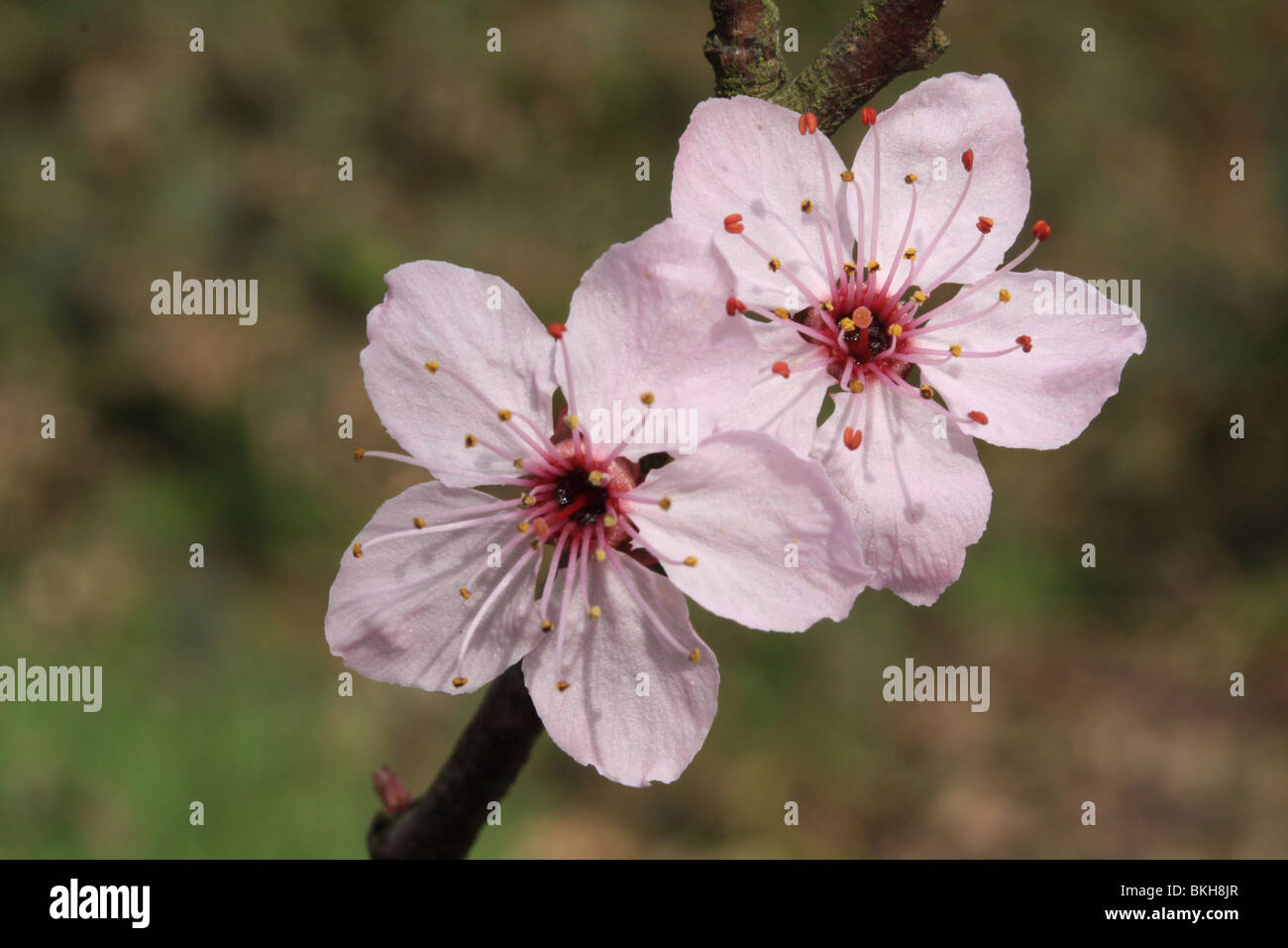 detail of a pink Cherry tree species Stock Photo Alamy