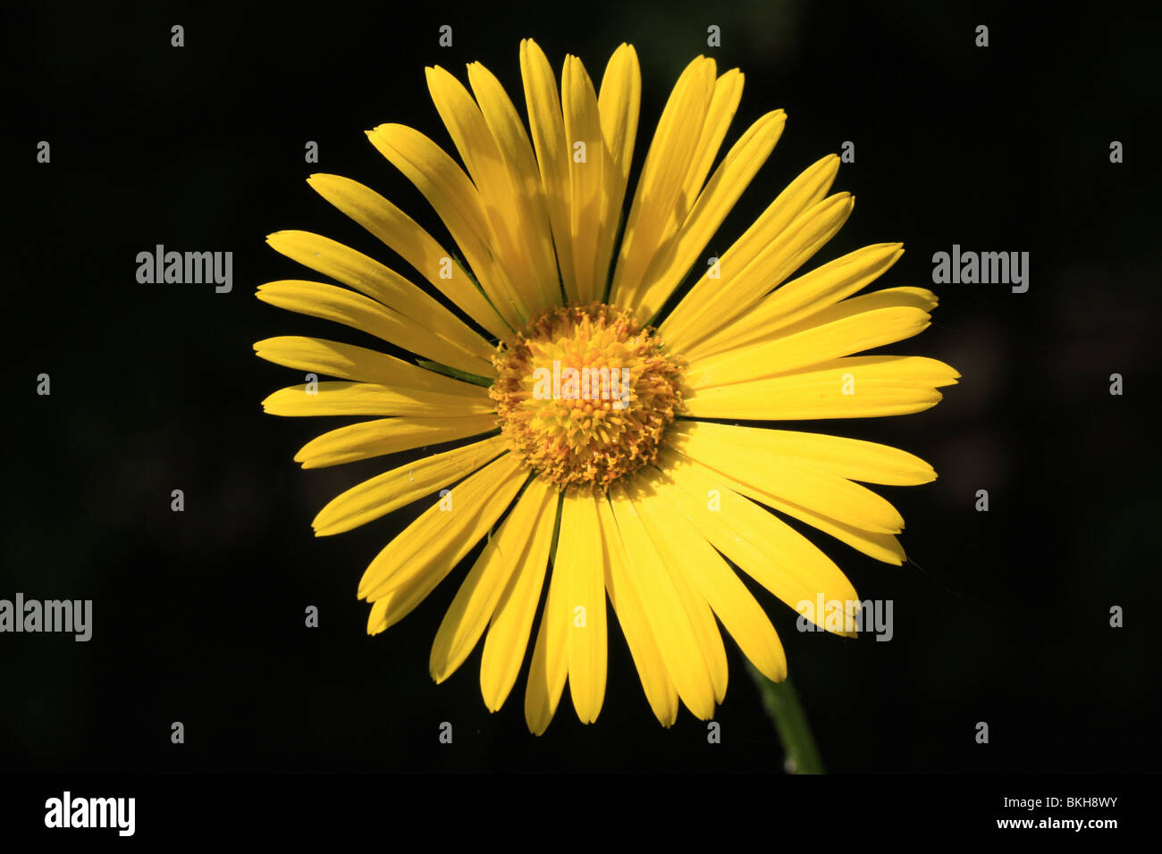 Detail van een bloem van Weegbreezonnebloem Stock Photo