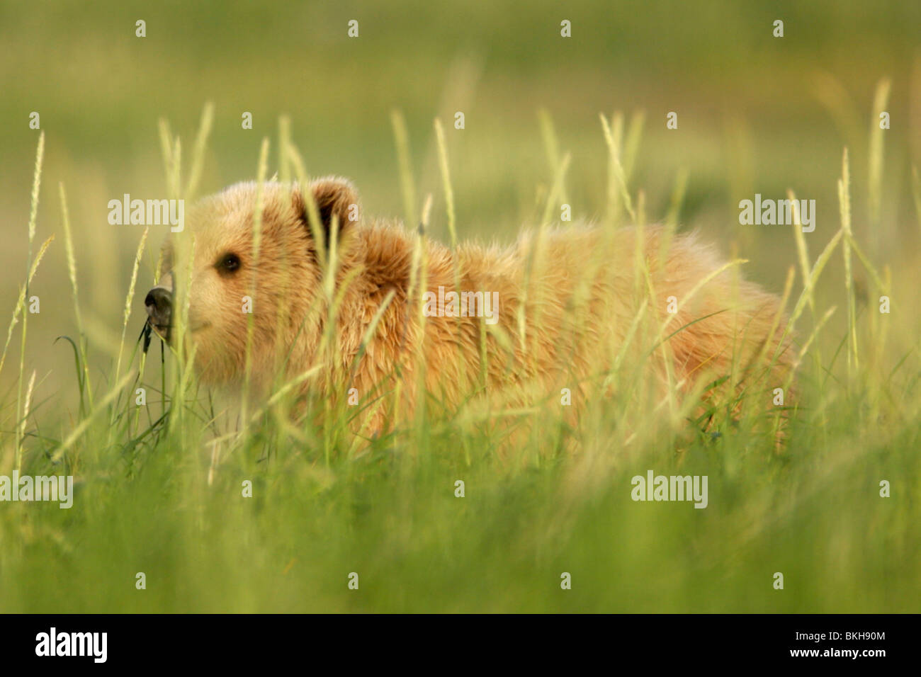 Jonge bruine beer verscholen liggend in het gras. Young brown bear lying hidden in a field of grass. Stock Photo